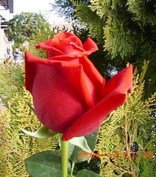 3086-alhambra-rosas.jpg