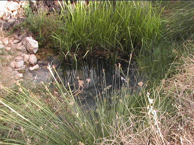 Nacimiento del Rio Jabalón en Montiel